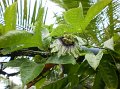 Passionfruit flower